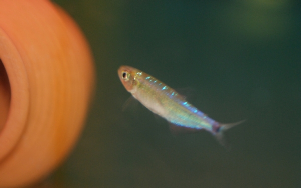 狂熱水族館:稀有燈科魚.南美野生短鯛.小型野生異形魚.進口水族用品.專賣 - 20180623165014-745773289.jpg(圖)