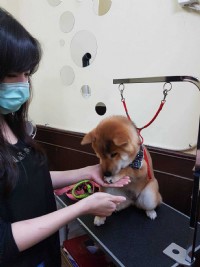 狗狗好乖寵物美容優惠大放送_圖片(3)