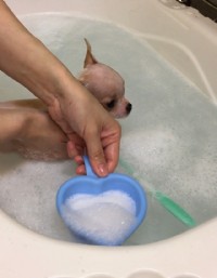 狗狗好乖寵物美容優惠大放送_圖片(4)