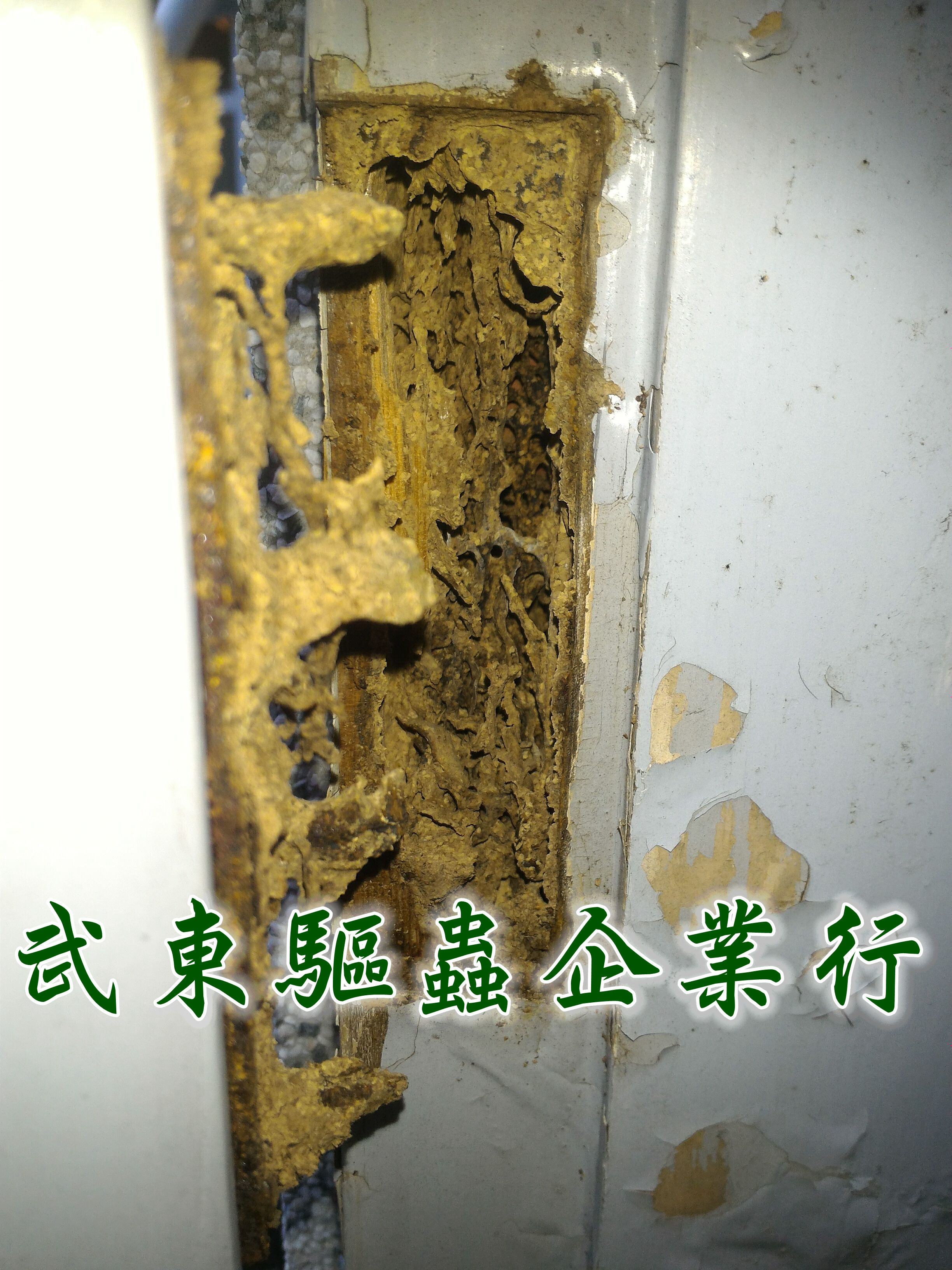 武東驅蟲企業行 除白蟻 白蟻防治 白蟻驅除 白蟻 跳蚤 老鼠 蟑螂 蛀蟲 消毒 除蟲 蚊子 - 20170602165757-394046072.jpg(圖)