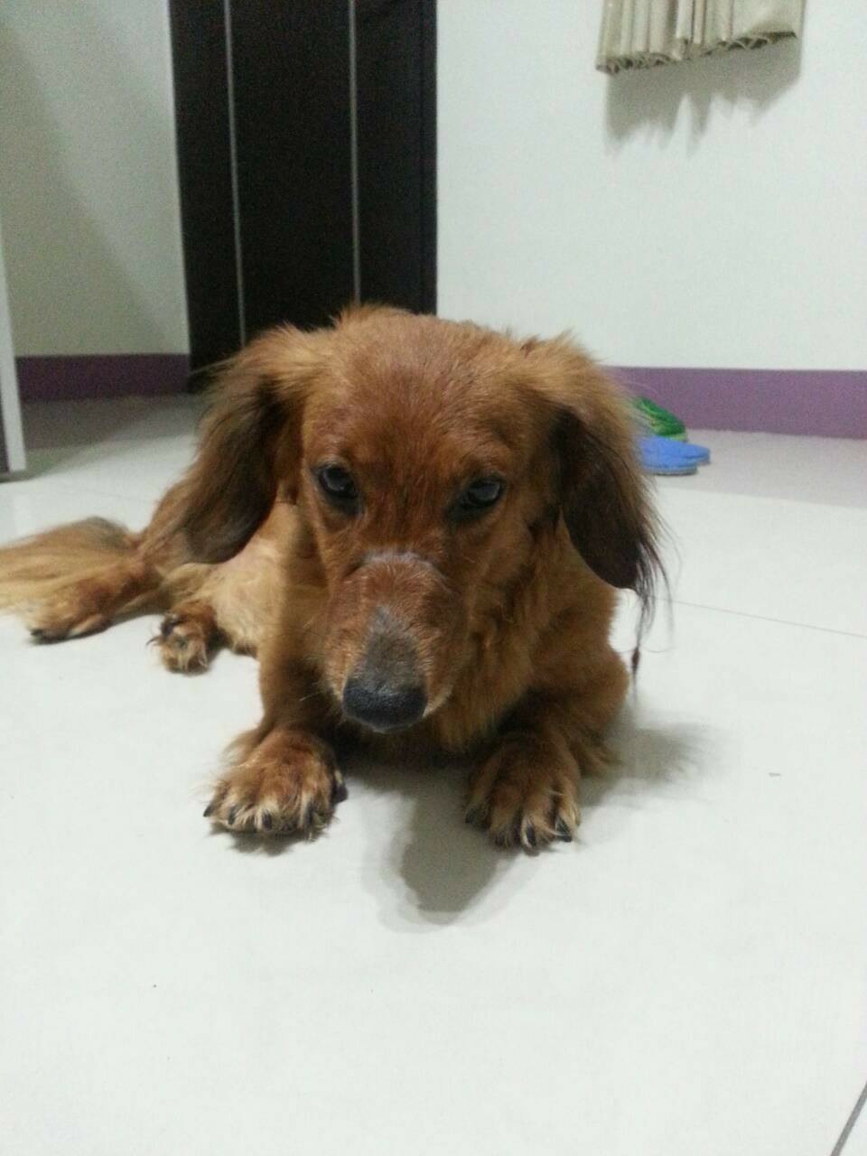 走失棕色臘腸 急尋主人 - 20140706014435-582645892.jpg(圖)