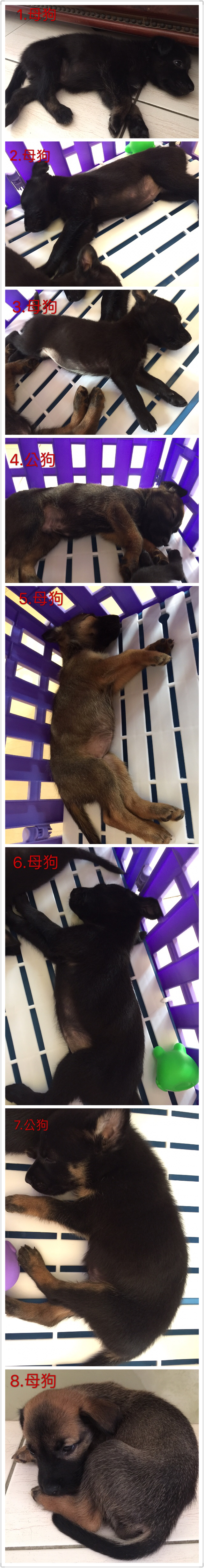 希望有好心人可以好好照顧毛小孩 - 20170626143024-459713932.JPG(圖)