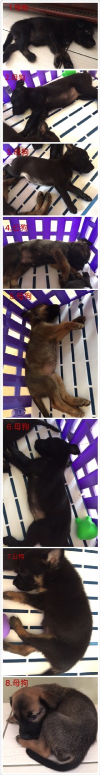 希望有好心人可以好好照顧毛小孩_圖片(1)