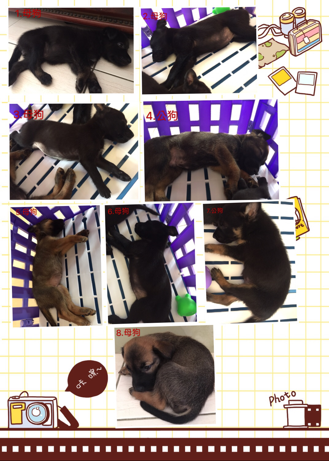 希望有好心人可以好好照顧毛小孩 - 20170626143024-460274381.JPG(圖)