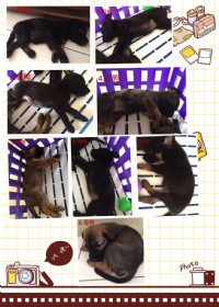 希望有好心人可以好好照顧毛小孩_圖片(2)