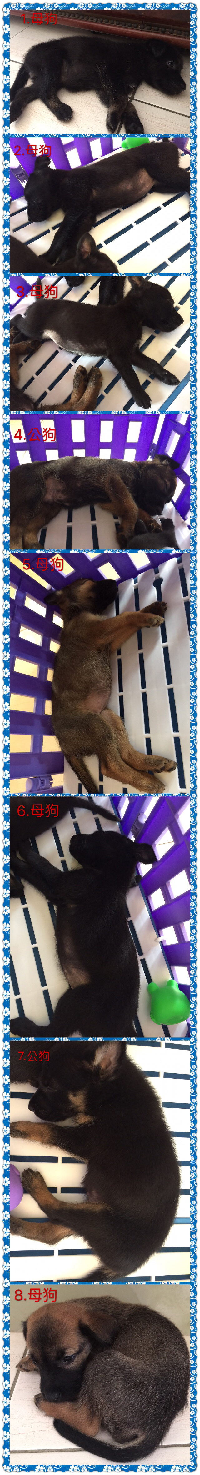 希望有好心人可以好好照顧毛小孩 - 20170626143024-460292801.JPG(圖)