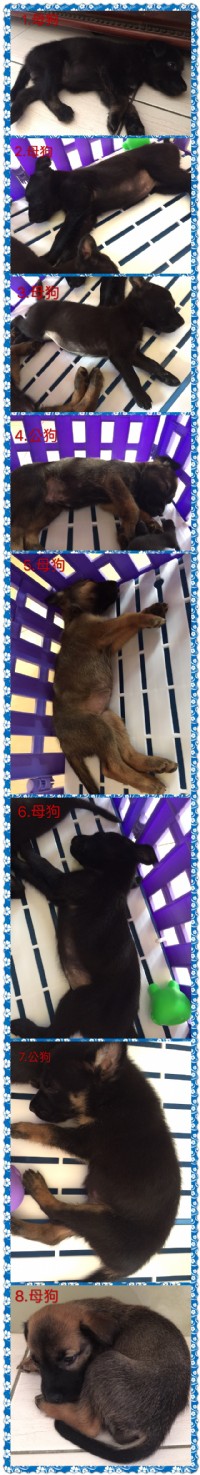 希望有好心人可以好好照顧毛小孩_圖片(3)