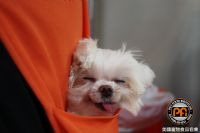 換毛季開始啦! 毛小孩脫毛換骨大作戰_圖片(1)