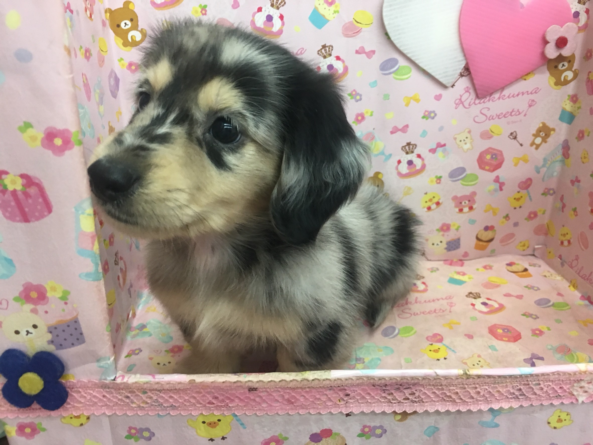 ♥▫ 獨特花色 ♥▫ 大理石長毛臘腸♥ - 20171201220241-137140515.jpg(圖)