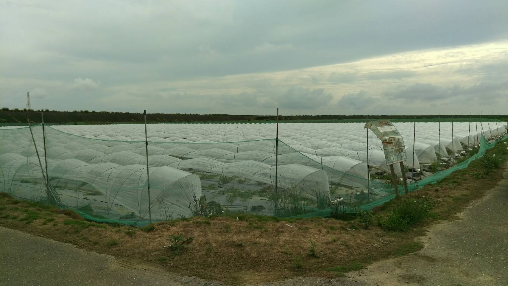 鹽水竹埔國小旁美農地 - 20180704100238-671670952.jpg(圖)