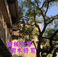 桃園修剪樹木枝,桃園樹木修剪公司- 修剪樹木費用價格公道_圖片(1)