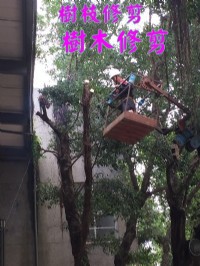 桃園修剪樹木枝,桃園樹木修剪公司- 修剪樹木費用價格公道_圖片(2)