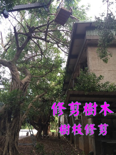 高雄修剪樹木枝,高雄樹木修剪公司- 修剪樹木費用價格公道 - 20181216184457-957369293.jpg(圖)