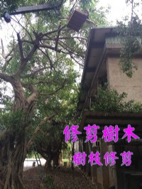 高雄修剪樹木枝,高雄樹木修剪公司- 修剪樹木費用價格公道_圖片(2)