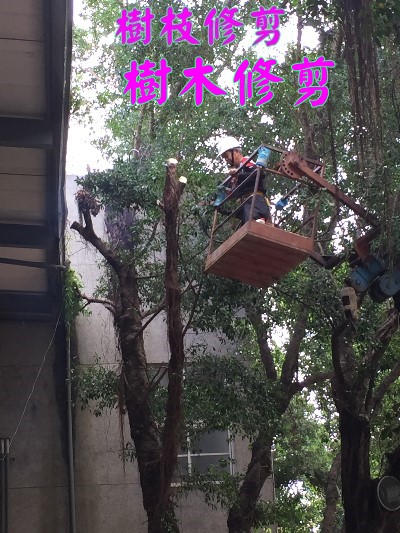 高雄修剪樹木枝,高雄樹木修剪公司- 修剪樹木費用價格公道 - 20181216184457-957378501.jpg(圖)