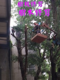 高雄修剪樹木枝,高雄樹木修剪公司- 修剪樹木費用價格公道_圖片(3)
