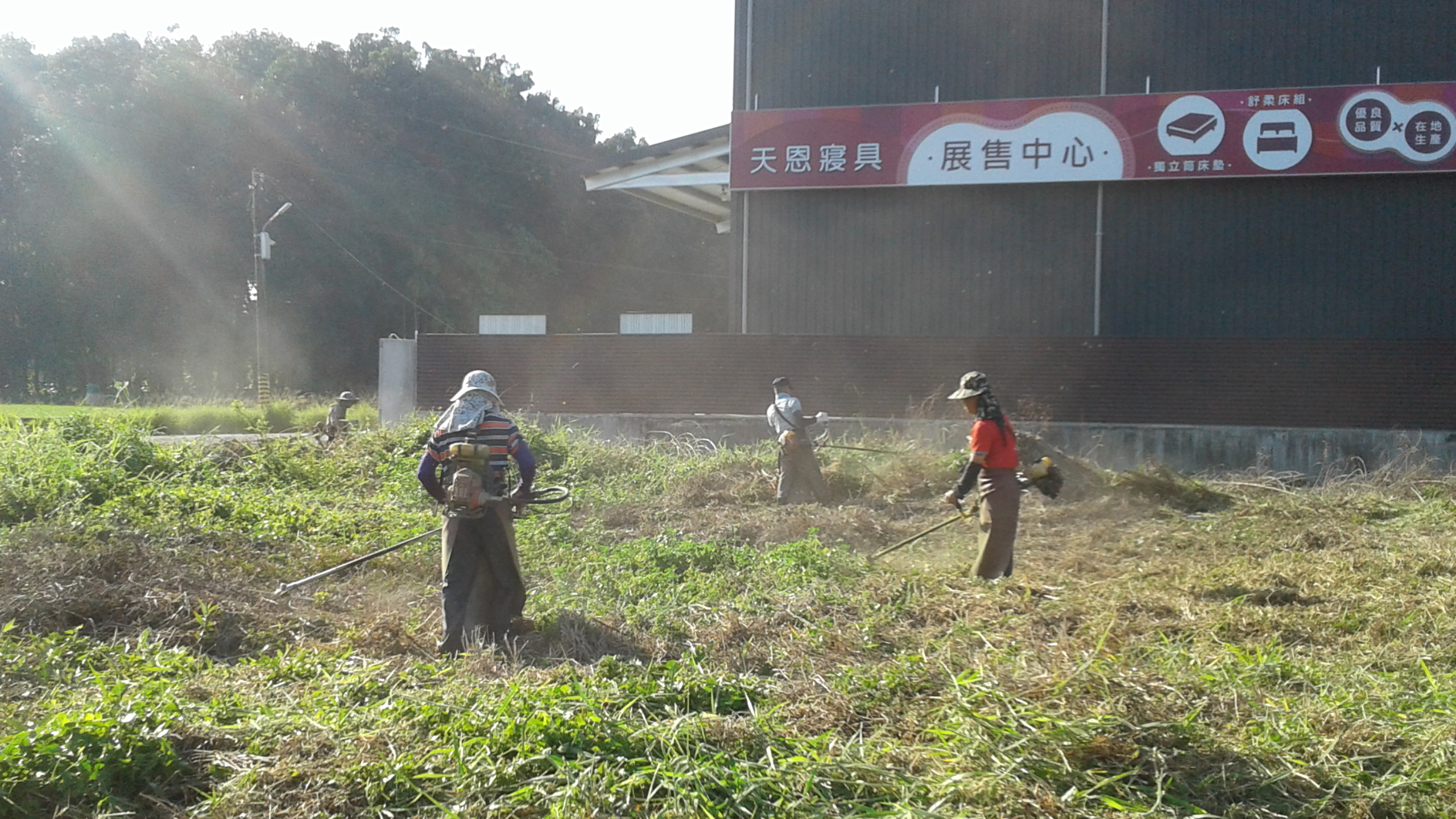 專業鋸樹除草修剪 - 20190221165728-739999149.jpg(圖)