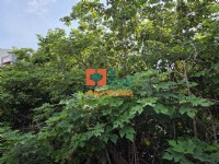 【售】水林合法雞舍太陽能用地_圖片(2)