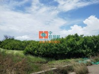 【售】四湖萡子寮3分農地_圖片(3)