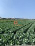 雲林縣市-【售】三合里雙面路農地_圖