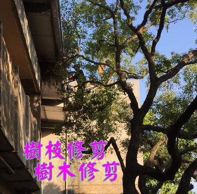 新北市-台北市修剪樹木枝,新北市-台北市樹木修剪公司- 修剪樹木費用價格公道，割草-除草服務新北市-台北市修樹清潔公司，各公司庭院樹木枝修剪工作 - 20190920100216-945119823.jpg(圖)