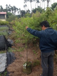 樹海園藝社 最佳經濟造林樹種 印度檀香_圖片(1)