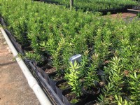 樹海園藝社  各式造林 景觀 工程 美化樹苗批發_圖片(3)