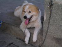 [待認養][苗栗竹南] 約10 歲的mix，公狗_圖片(1)