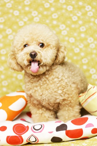  尋在台東走失的紅貴賓《奶油色》,請台東朋友幫幫忙!!  - 20080820110309_202070812.jpg(圖)