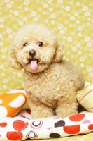  尋在台東走失的紅貴賓《奶油色》,請台東朋友幫幫忙!! _圖片(1)