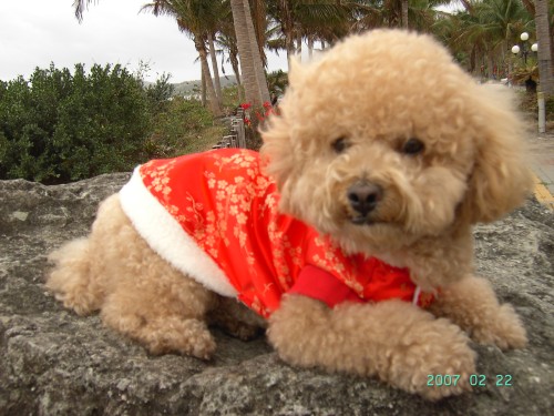  尋在台東走失的紅貴賓《奶油色》,請台東朋友幫幫忙!!  - 20080820110309_202099140.jpg(圖)