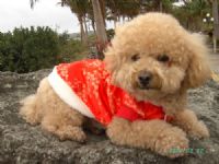  尋在台東走失的紅貴賓《奶油色》,請台東朋友幫幫忙!! _圖片(2)