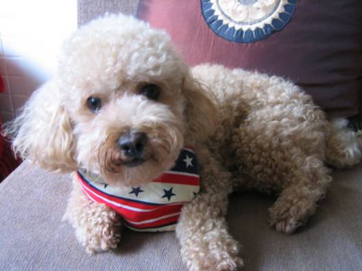  尋在台東走失的紅貴賓《奶油色》,請台東朋友幫幫忙!!  - 20080820110309_202111328.jpg(圖)