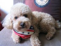  尋在台東走失的紅貴賓《奶油色》,請台東朋友幫幫忙!! _圖片(3)