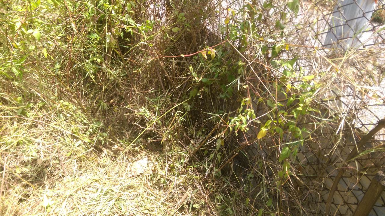 建生工坊 - 2016年版 第03篇 割草 除草 服務 ( 平地割草 圍籬清理篇) – 高雄市 仁武區  - 問卷調查篇 - 20160721225346-112928144.jpg(圖)