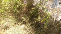 建生工坊 - 2016年版 第03篇 割草 除草 服務 ( 平地割草 圍籬清理篇) – 高雄市 仁武區  - 問卷調查篇_圖片(2)