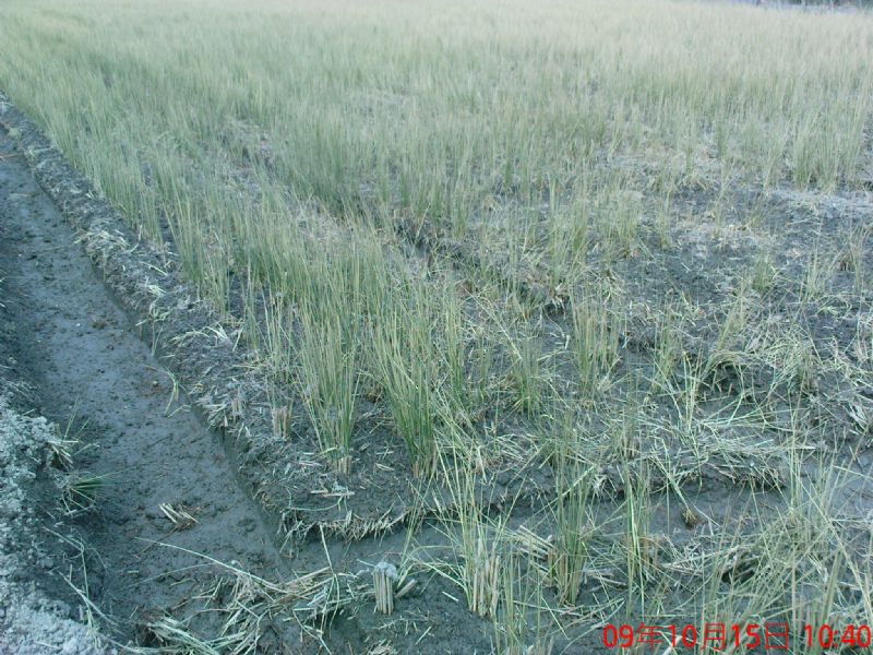 雙面路 免填土農地售1.4分約423坪 - 20091018090736_828468781.JPG(圖)