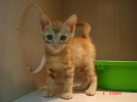 可愛小喵咪想要找一個家(已送出)_圖片(1)