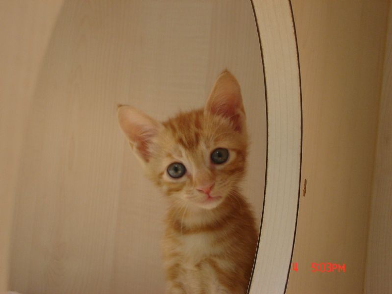 可愛小喵咪想要找一個家(已送出) - 20091006171754_821066984.JPG(圖)