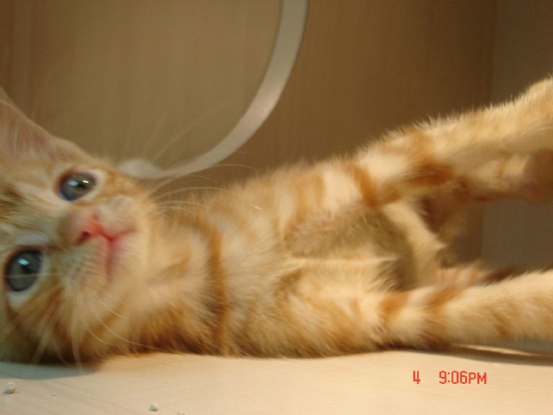 可愛小喵咪想要找一個家(已送出) - 20091006171754_821088296.JPG(圖)