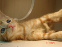 可愛小喵咪想要找一個家(已送出)_圖片(3)