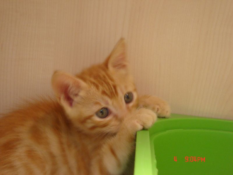可愛小喵咪想要找一個家(已送出) - 20091006171754_821116000.JPG(圖)