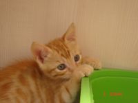 可愛小喵咪想要找一個家(已送出)_圖片(4)