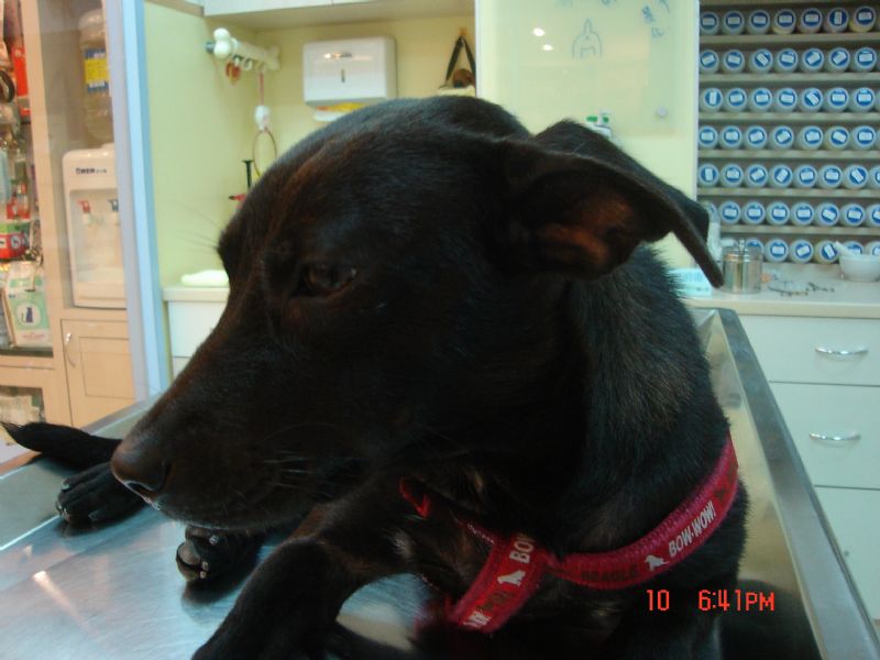 可愛小黑黑狗想要找一個家 - 20091018152900_851776562.JPG(圖)