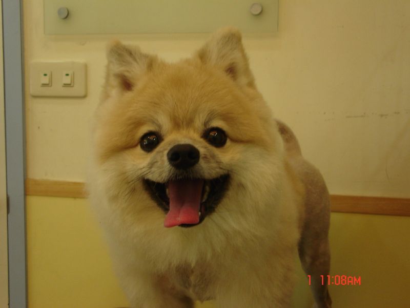 可愛博美小男生想要找一個家(已送出) - 20100308232051_62287296.JPG(圖)