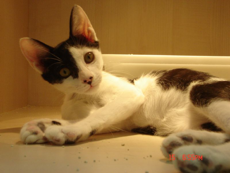 可愛小喵咪想要找一個家(已送出) - 20100815185811_872590062.JPG(圖)