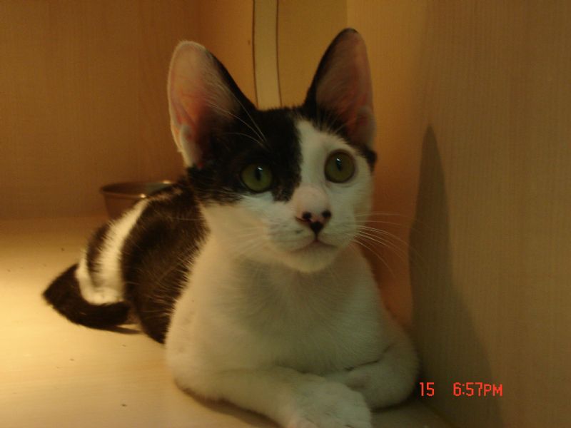 可愛小喵咪想要找一個家(已送出) - 20100815185811_872648625.JPG(圖)