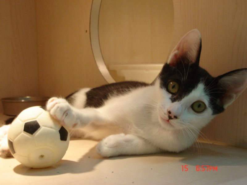 可愛小喵咪想要找一個家(已送出) - 20100815185811_872682296.JPG(圖)