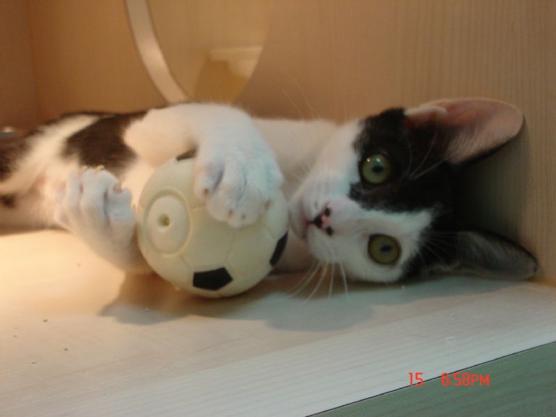 可愛小喵咪想要找一個家(已送出) - 20100815185811_872705296.JPG(圖)