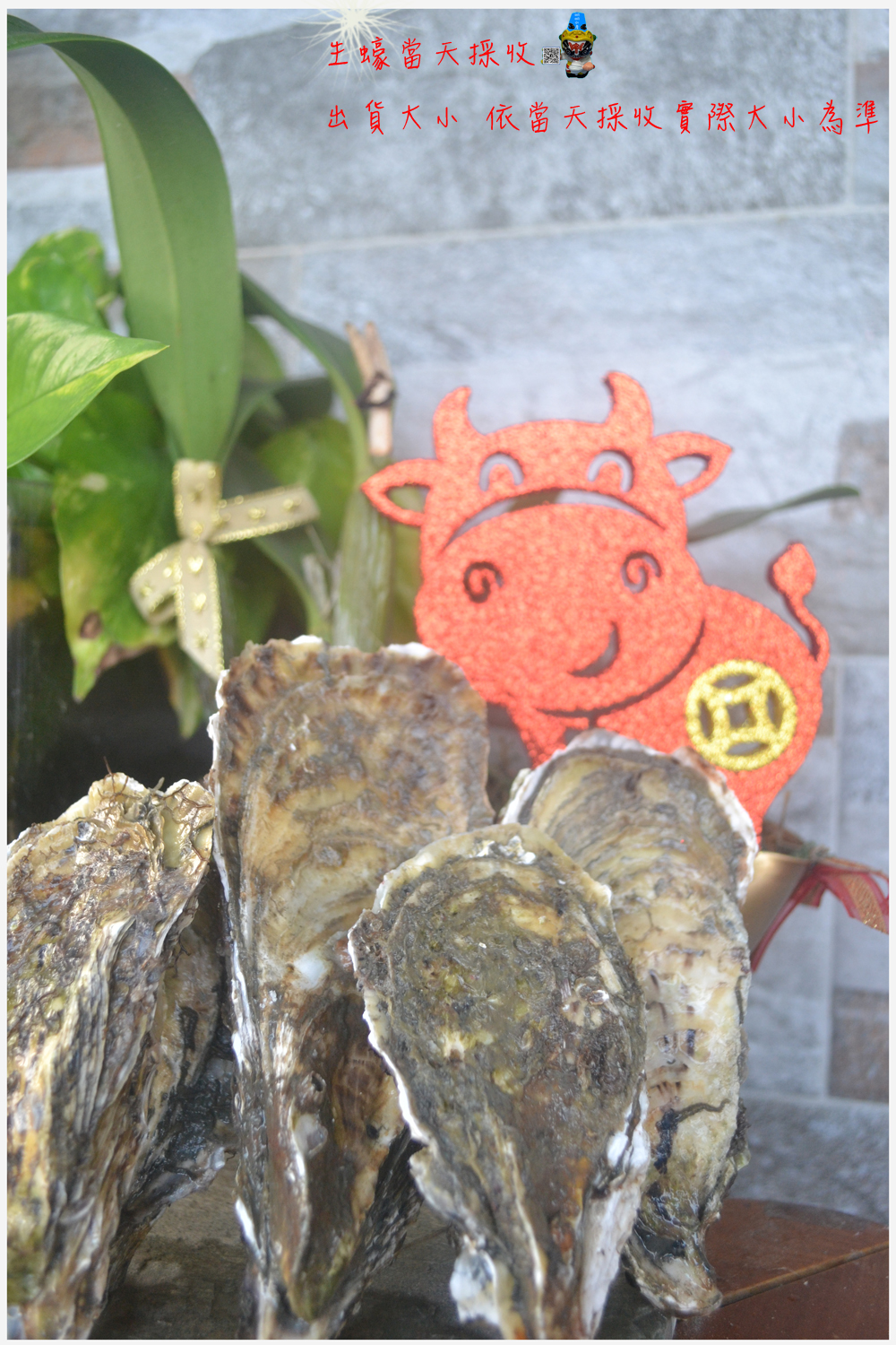 SGS東石蚵（批發零售大盤商)VS碳烤大生蠔一斤70元~銷路〝各漁市場. 蚵仔麵線 .海鮮店蚵仔煎 .餐廳. 夜市攤販蚵仔美食. 愛吃蚵仔的諸位~宅配低溫到家  - 20090220203403-244711825.jpg(圖)